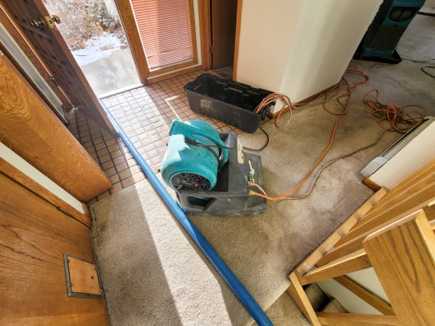 Best Mold removal after water damage  in West Perrine, FL