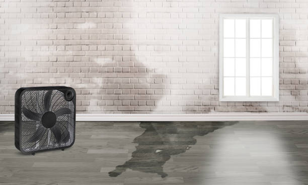 Best Basement water damage restoration  in West Perrine, FL